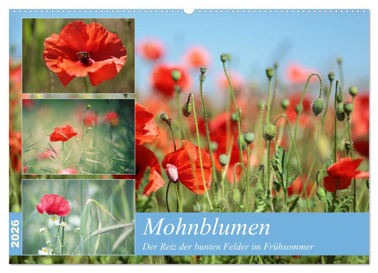 Koledar/Rokovnik Mohnblumen (Wandkalender 2026 DIN A2 quer), CALVENDO Monatskalender Calvendo