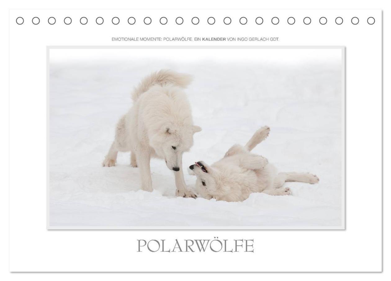 Kalendár/Diár Emotionale Momente: Polarwölfe. / CH-Version (Tischkalender 2026 DIN A5 quer), CALVENDO Monatskalender Calvendo