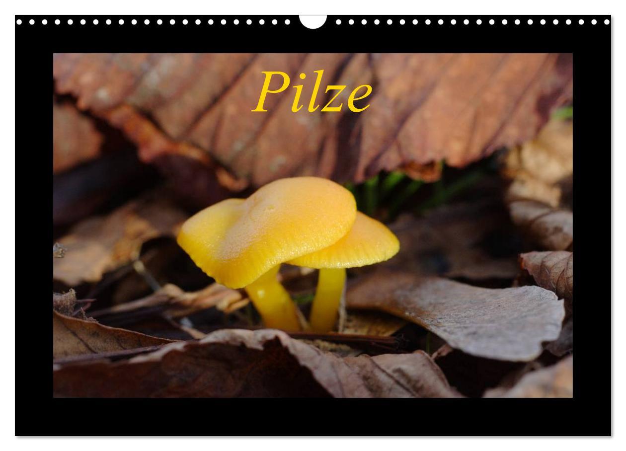 Kalendár/Diár Pilze (Wandkalender 2026 DIN A3 quer), CALVENDO Monatskalender Calvendo
