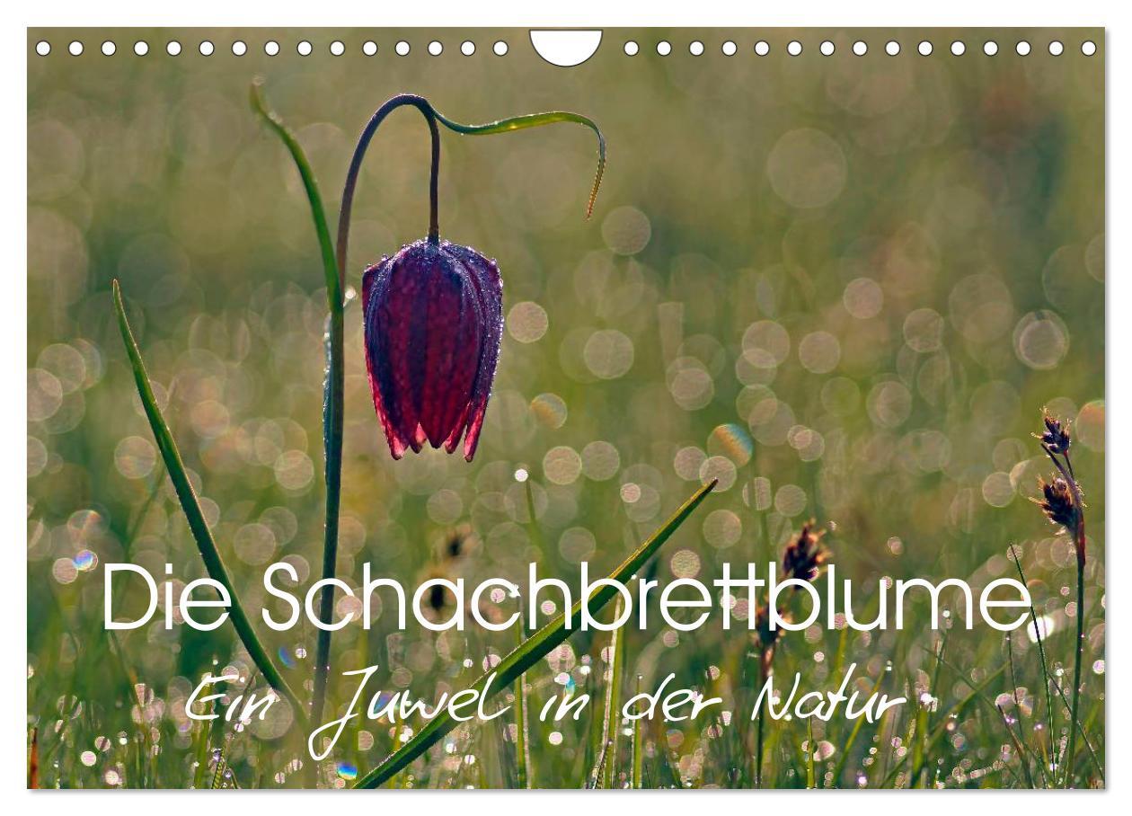 Kalender/Terminbuch Die Schachbrettblume (Wandkalender 2026 DIN A4 quer), CALVENDO Monatskalender Calvendo