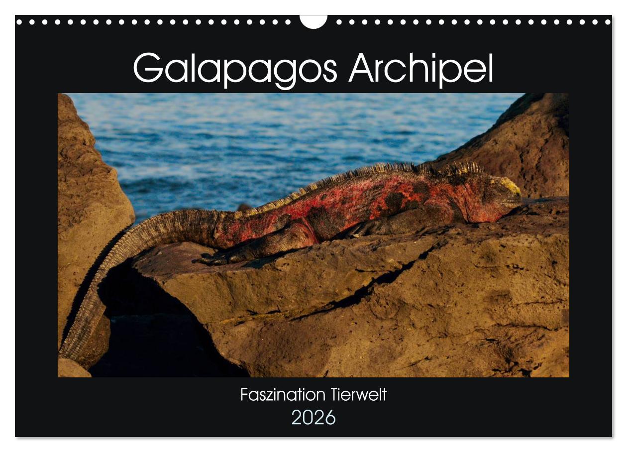 Kalendár/Diár Galapagos Archipel- Faszination Tierwelt (Wandkalender 2026 DIN A3 quer), CALVENDO Monatskalender Calvendo