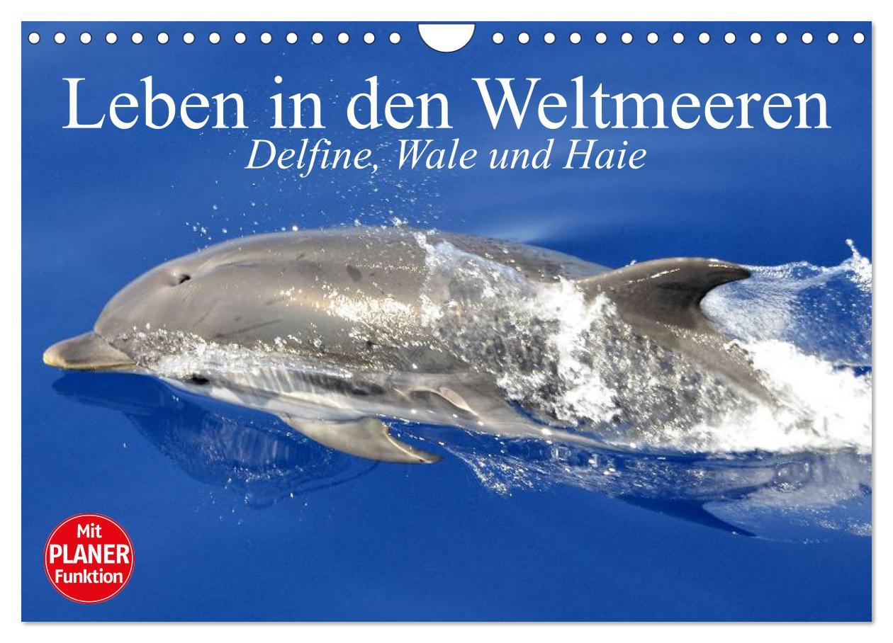 Kalendár/Diár Leben in den Weltmeeren. Delfine, Wale und Haie (Wandkalender 2026 DIN A4 quer), CALVENDO Monatskalender Calvendo
