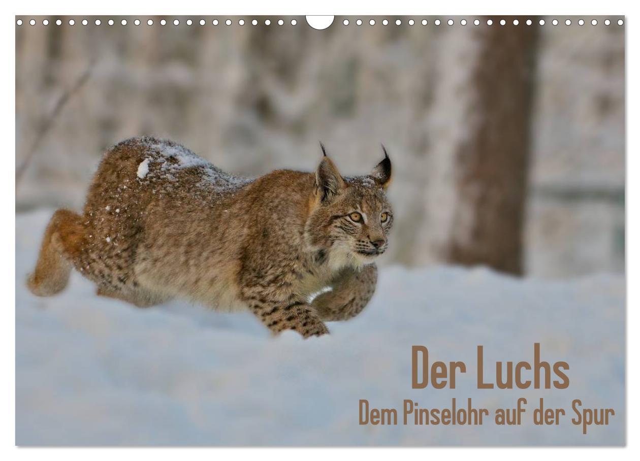 Kalendár/Diár Der Luchs - Dem Pinselohr auf der Spur (Wandkalender 2026 DIN A3 quer), CALVENDO Monatskalender Calvendo
