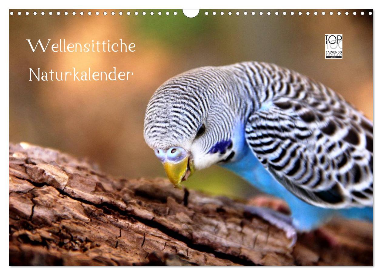 Kalendár/Diár Wellensittiche - Naturkalender (Wandkalender 2026 DIN A3 quer), CALVENDO Monatskalender Calvendo