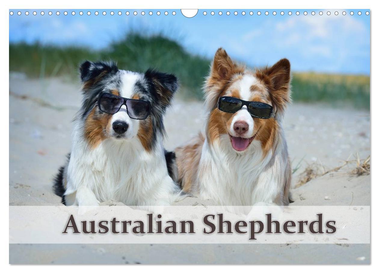 Kalendár/Diár Wunderbare Australian Shepherds (Wandkalender 2026 DIN A3 quer), CALVENDO Monatskalender Calvendo