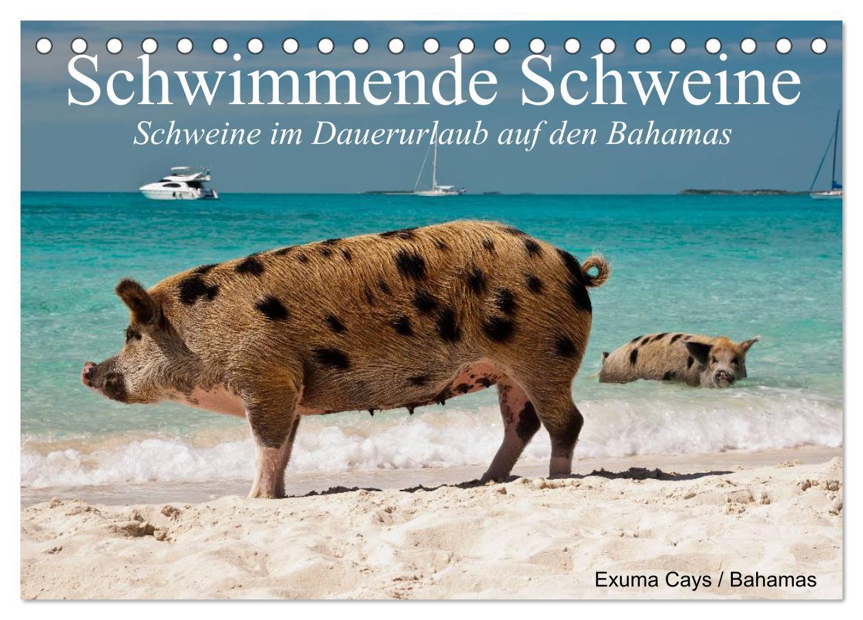 Kalendár/Diár Schwimmende Schweine (Tischkalender 2026 DIN A5 quer), CALVENDO Monatskalender Calvendo