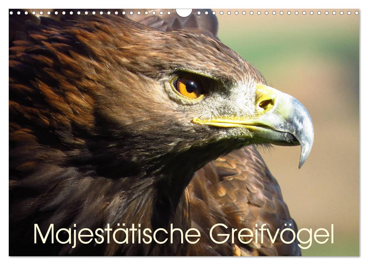 Kalendár/Diár Majestätische Greifvögel (Wandkalender 2026 DIN A3 quer), CALVENDO Monatskalender Calvendo