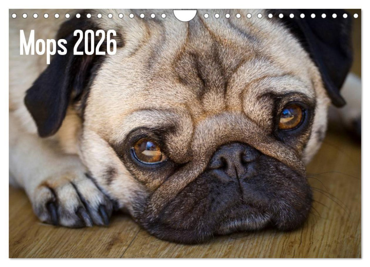 Kalendár/Diár Mops 2026 (Wandkalender 2026 DIN A4 quer), CALVENDO Monatskalender Calvendo