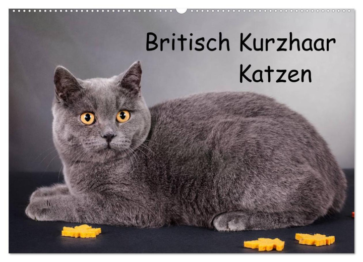Kalendár/Diár Britisch Kurzhaar Katzen (Wandkalender 2026 DIN A2 quer), CALVENDO Monatskalender Calvendo