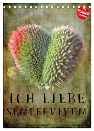 Kalendár/Diár Ich liebe Sempervivum (Tischkalender 2026 DIN A5 hoch), CALVENDO Monatskalender Calvendo