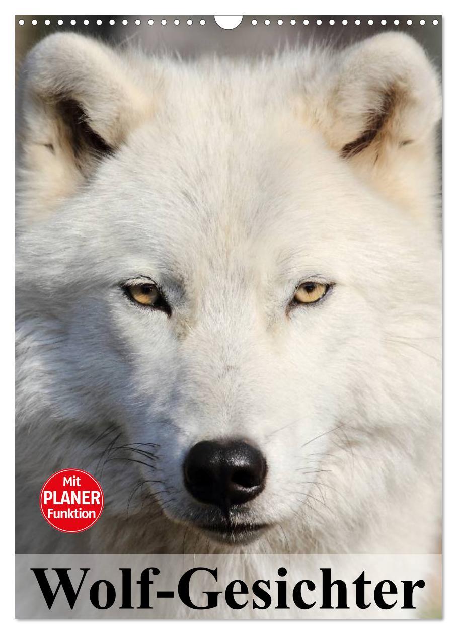 Kalendár/Diár Wolf-Gesichter (Wandkalender 2026 DIN A3 hoch), CALVENDO Monatskalender Calvendo