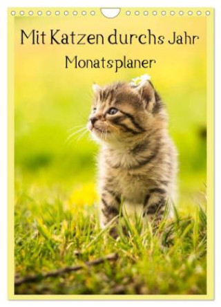 Kalendár/Diár Mit Katzen durchs Jahr / Planer (Wandkalender 2026 DIN A4 hoch), CALVENDO Monatskalender Calvendo