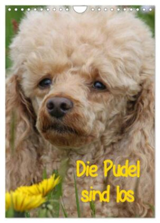 Kalendár/Diár Die Pudel sind los (Wandkalender 2026 DIN A4 hoch), CALVENDO Monatskalender Calvendo
