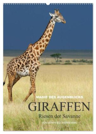 Kalender/agenda Magie des Augenblicks - Giraffen - Riesen der Savanne (Wandkalender 2026 DIN A2 hoch), CALVENDO Monatskalender Calvendo