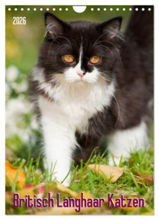 Kalendár/Diár Britisch Langhaar Katzen (Wandkalender 2026 DIN A4 hoch), CALVENDO Monatskalender Calvendo