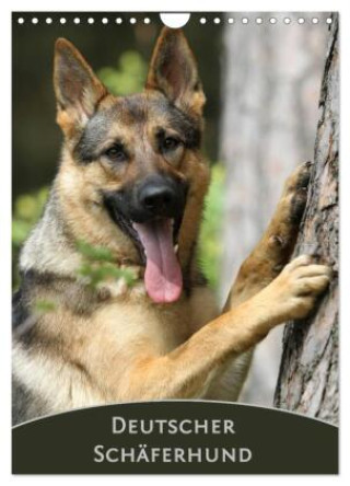 Kalendár/Diár Deutscher Schäferhund (Wandkalender 2026 DIN A4 hoch), CALVENDO Monatskalender Calvendo