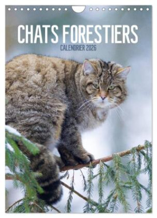 Kalender/Terminbuch Chats forestiers (Calendrier mural 2026 DIN A4 horizontal), CALVENDO calendrier mensuel Calvendo