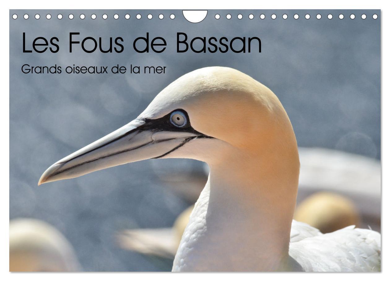 Календар/тефтер Fous de Bassan - Grands oiseaux marins (Calendrier mural 2026 DIN A4 vertical), CALVENDO calendrier mensuel Calvendo