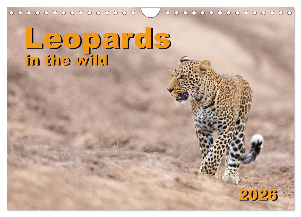 Календар/тефтер Leopards in the wild (Wall Calendar 2026 DIN A4 landscape), CALVENDO 12 Month Wall Calendar Calvendo