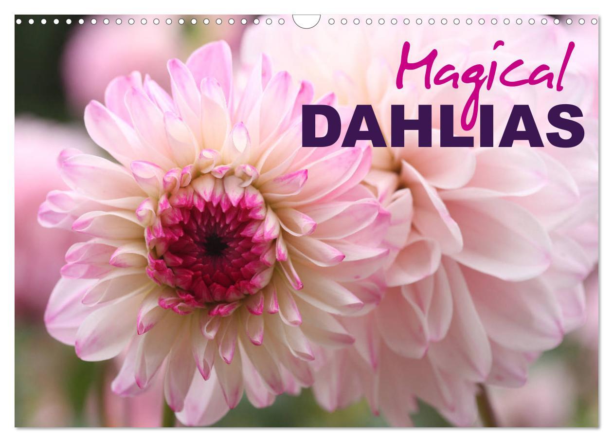 Календар/тефтер Magical Dahlias (Wall Calendar 2026 DIN A3 landscape), CALVENDO 12 Month Wall Calendar Calvendo