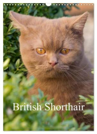Календар/тефтер British Shorthair (Wall Calendar 2026 DIN A3 portrait), CALVENDO 12 Month Wall Calendar Calvendo