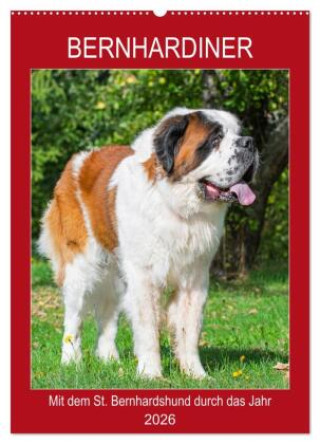 Календар/тефтер Bernhardiner - Mit dem St. Bernhardshund durch das Jahr (Wandkalender 2026 DIN A2 hoch), CALVENDO Monatskalender Calvendo