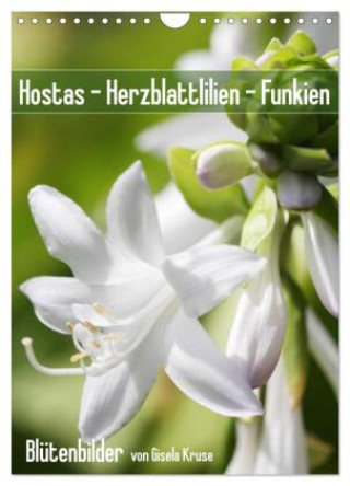 Календар/тефтер Hostas Herzblattlilien Funkien (Wandkalender 2026 DIN A4 hoch), CALVENDO Monatskalender Calvendo