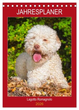 Календар/тефтер Jahresplaner Lagotto Romagnolo (Tischkalender 2026 DIN A5 hoch), CALVENDO Monatskalender Calvendo