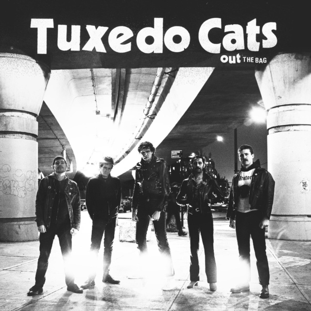 Audio Out the Bag Tuxedo Cats