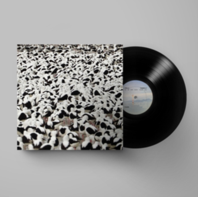 Audio Flood Stella Donnelly