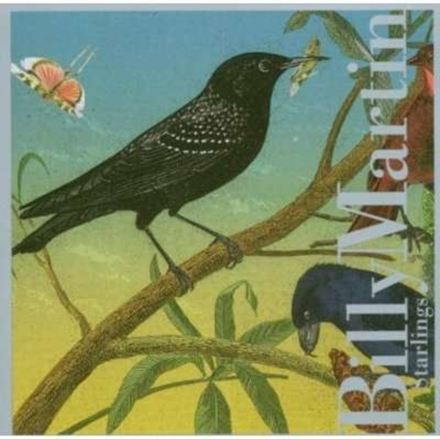 Audio Starlings 