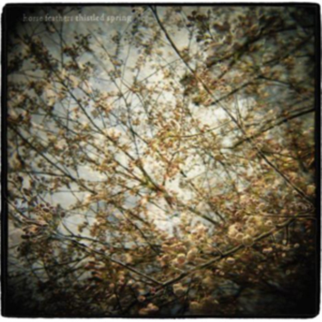 Audio Thistled Spring Horse Feathers