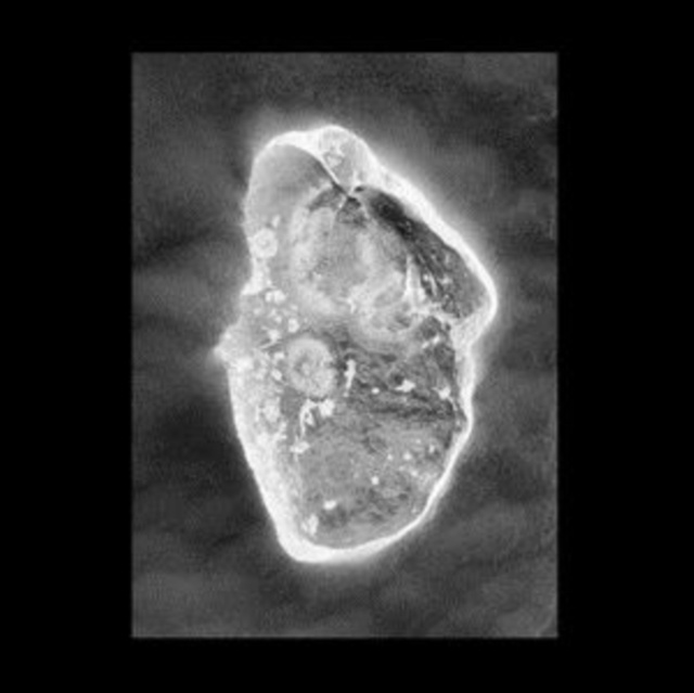 Audio In Vitro Luciano Lamanna