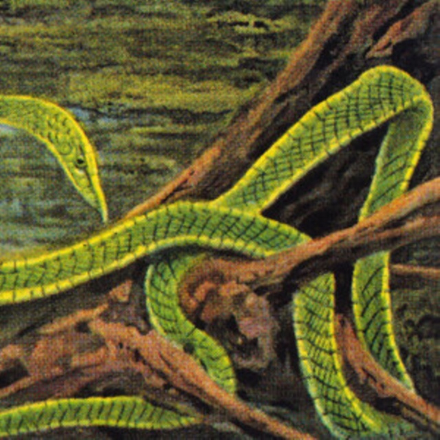 Audio Green Graves Rainforest Spiritual Enslavement