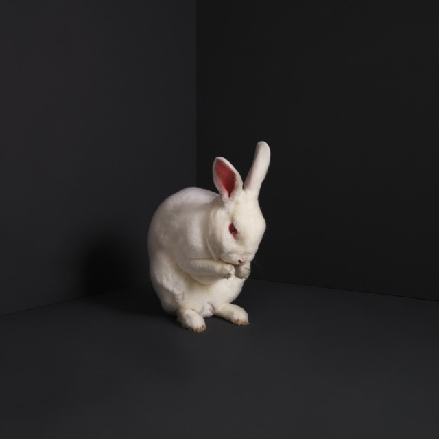 Audio Rabbits Brume