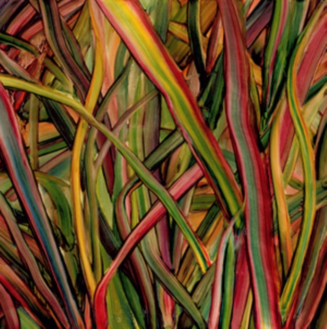 Audio Where Wilderness Grows Gengahr