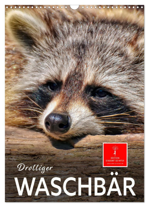 Kalendář/Diář Drolliger Waschbär (Wandkalender 2026 DIN A3 hoch), CALVENDO Monatskalender Calvendo