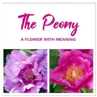 Kalendář/Diář The peony a flower with meaning (Wall Calendar 2026 12 × 12 Inch) CALVENDO 12 Month Wall Calendar Calvendo