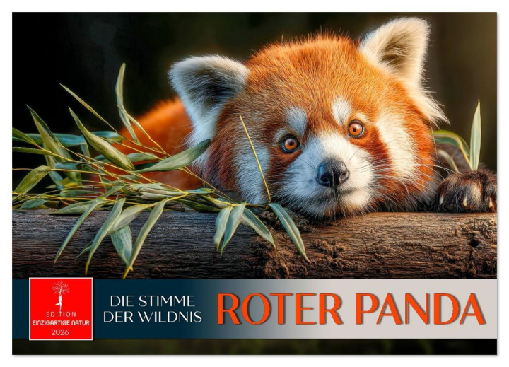 Kalender/Terminbuch Roter Panda - die Stimme der Wildnis (Wandkalender 2026 DIN A2 quer), CALVENDO Monatskalender Calvendo