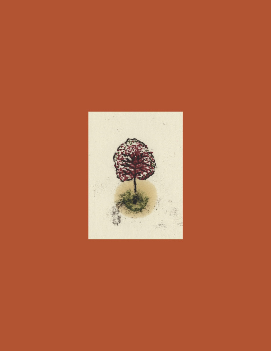 Kniha coffret ARBRES Raphaële FRIER