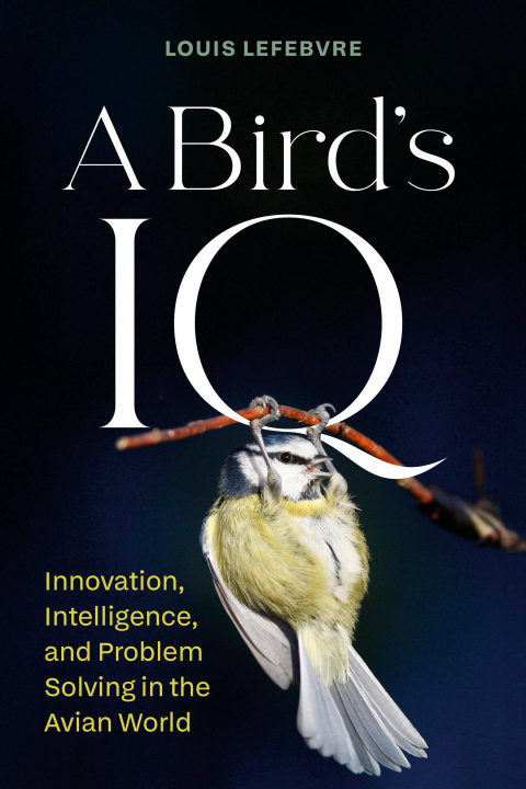 Buch A Bird's IQ Pablo Strauss