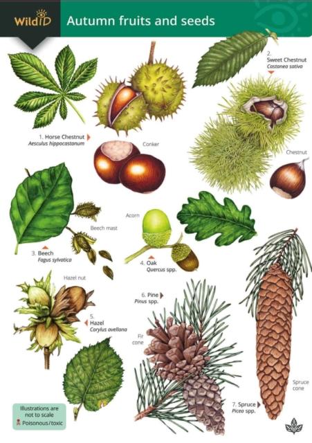 Knjiga Autumn fruits and seeds Simon Norman