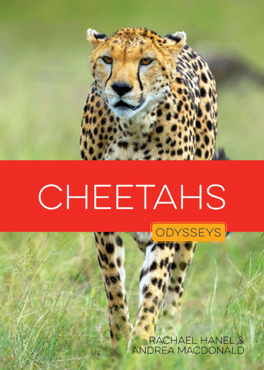 Kniha Cheetahs HANEL RACHAEL