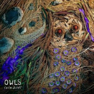 Audio Rare Birds Owls