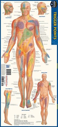 Buch Trigger Points: a QuickStudy Laminated Anatomy Reference Guide Perez