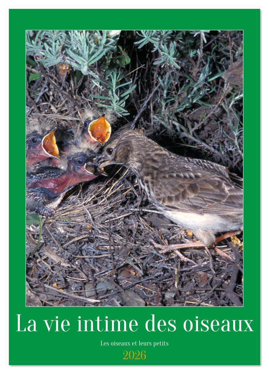 Kalender/agenda La vie intime des oiseaux Les oiseaux et leurs petits (Calendrier mural 2026 DIN A4 horizontal), CALVENDO calendrier mensuel Gaymard