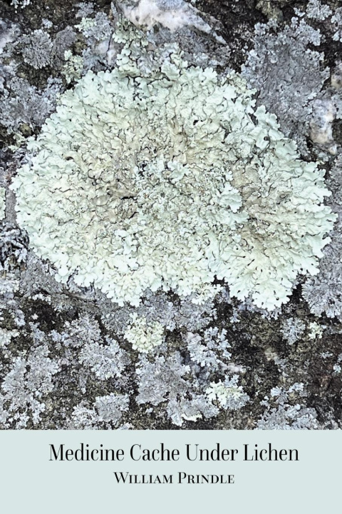 Kniha Medicine Cache Under Lichen 