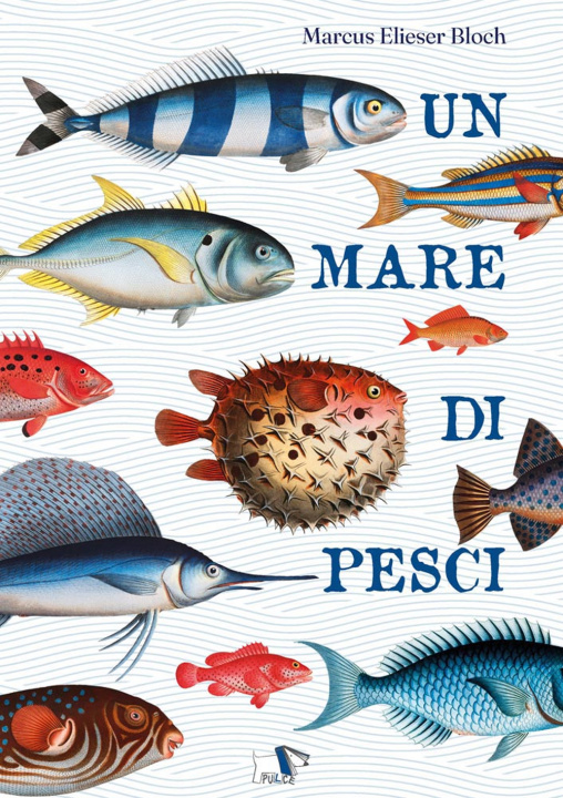 Kniha mare di pesci Marcus Elieser Bloch
