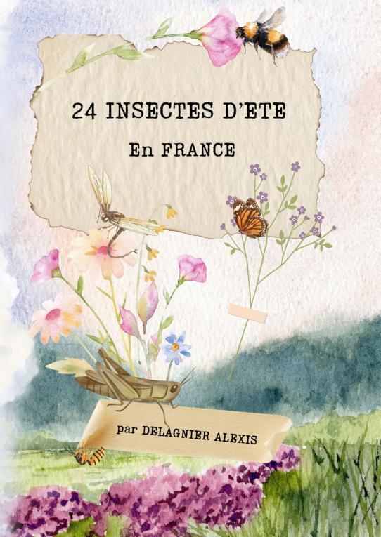 Kniha 24 Insectes d'été Alexis