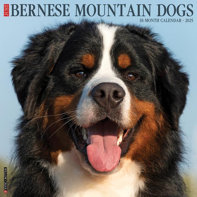 Календар/тефтер Bernese Mountain Dogs 2026 12 X 12 Wall Calendar Willow Creek Press